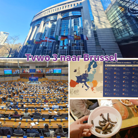 Tvwo 3 naar Brussel